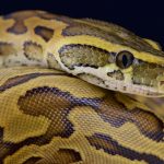 Sarasota-snake-removal-african-rock-python