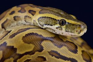 Sarasota-snake-removal-african-rock-python