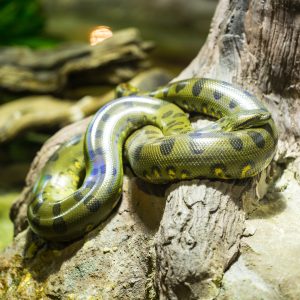 Snake-Removal-Sarasota-Anaconda