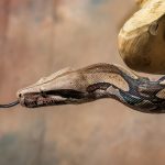 Bradenton-snake-removal-burmese-python