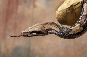 Bradenton-snake-removal-burmese-python