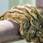 Lakewood-Ranch-Snake-Removal-Reticulated-Python