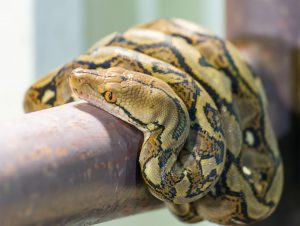 Lakewood-Ranch-Snake-Removal-Reticulated-Python