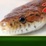 Snake-removal-lakewood-ranch-no-skin