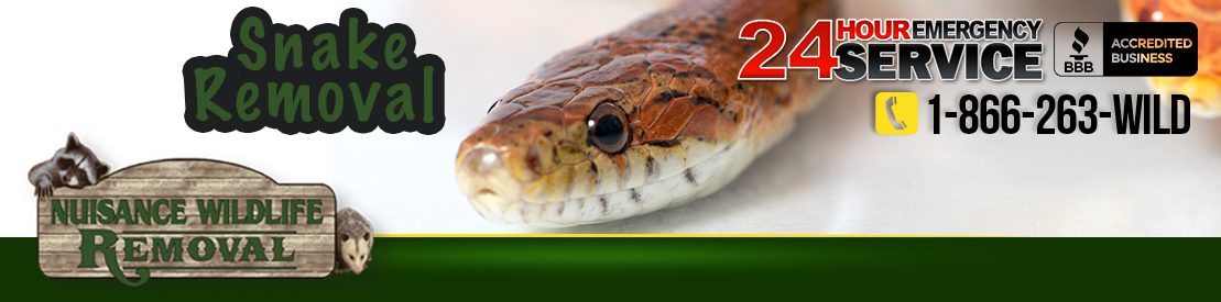 Florida Snake Removal