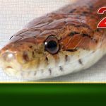 cropped-Snake-header-skin.jpg